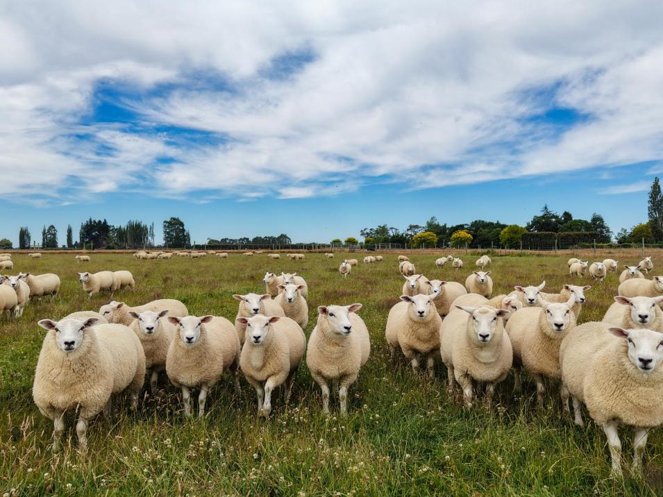 310 Drummond Oreti Road, Oreti Plains