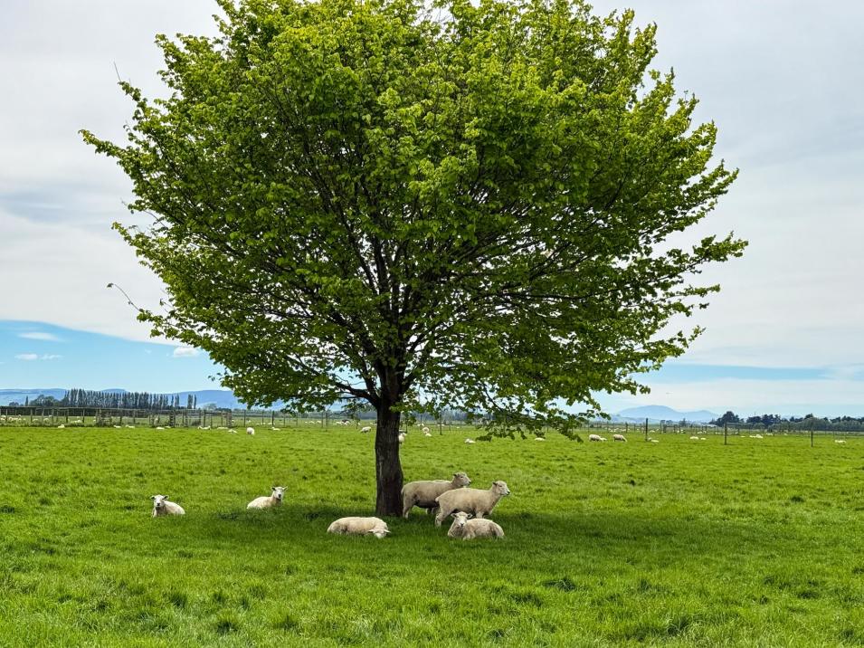 310 Drummond Oreti Road, Oreti Plains