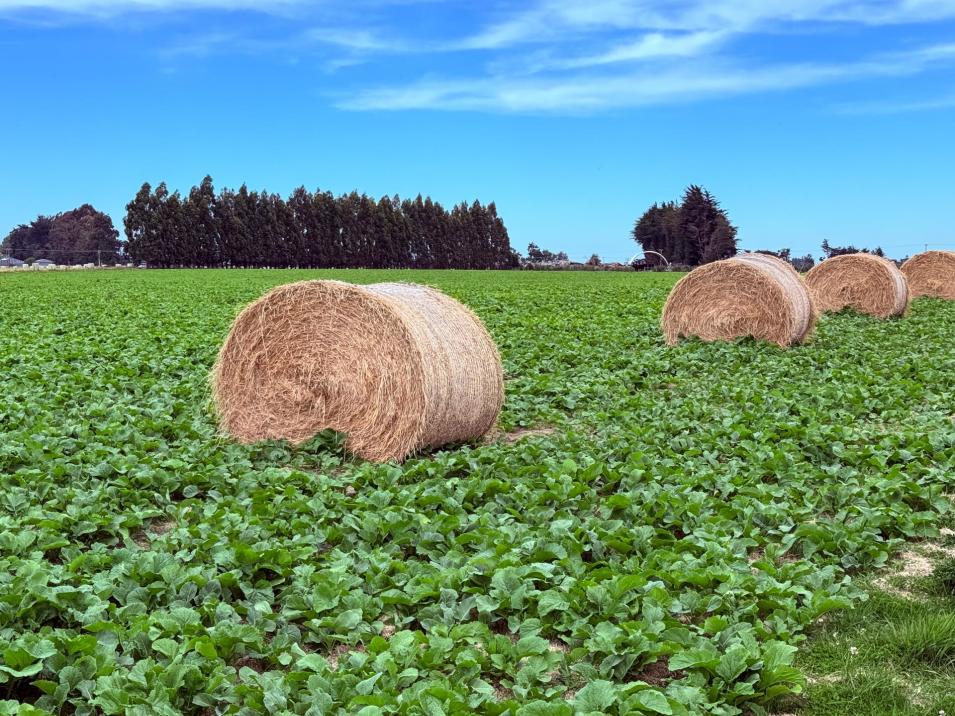 310 Drummond Oreti Road, Oreti Plains