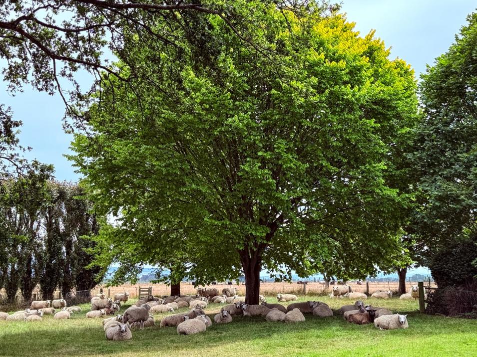 310 Drummond Oreti Road, Oreti Plains