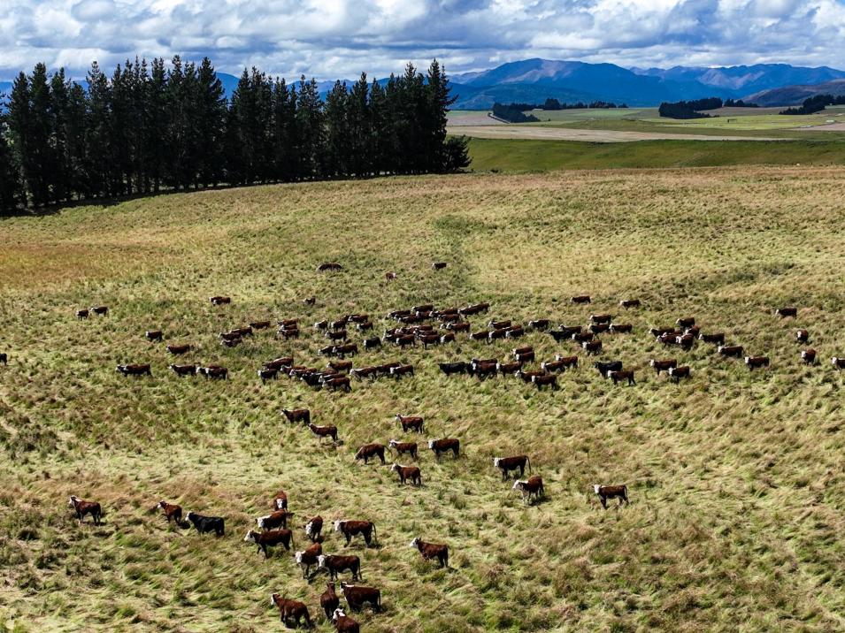 412 Kakapo Road, Te Anau