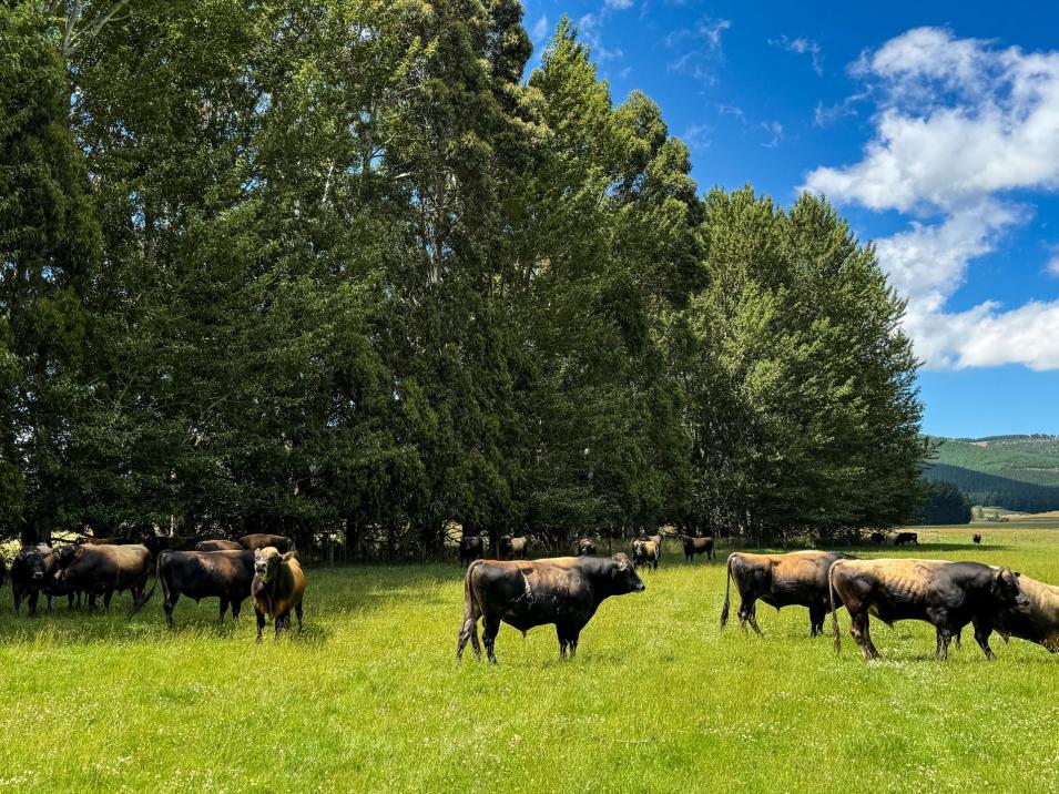 109 Affleck Road, Castle Downs