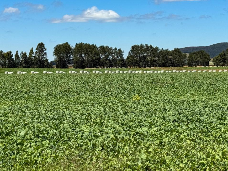 109 Affleck Road, Castle Downs