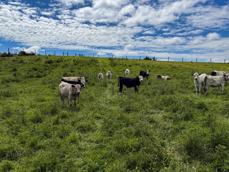 10 Four Mile Creek Road, Te Houka