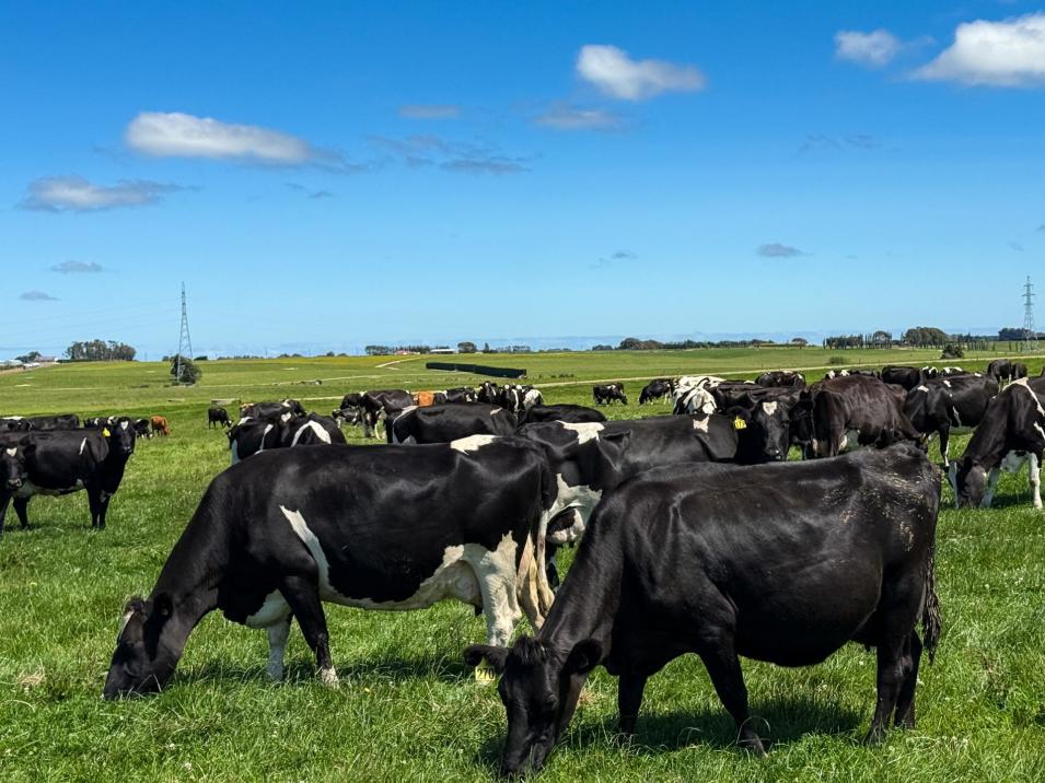 251 Rakahouka Hedgehope Road, Mabel Bush