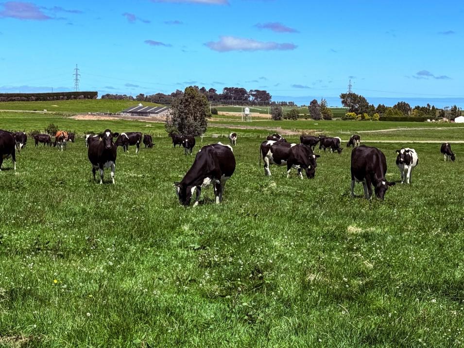 251 Rakahouka Hedgehope Road, Mabel Bush