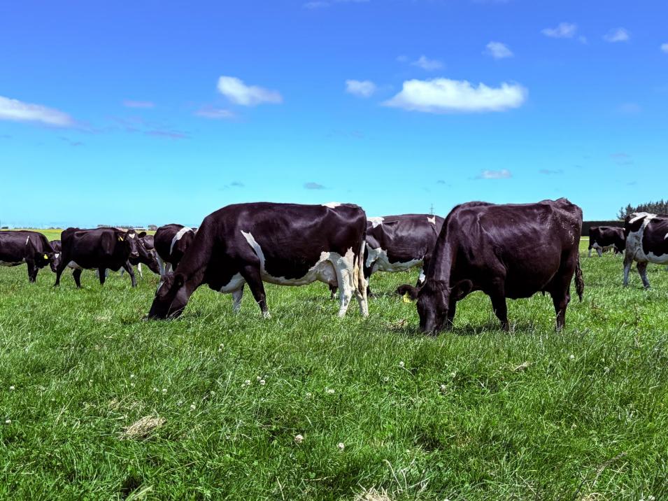 251 Rakahouka Hedgehope Road, Mabel Bush