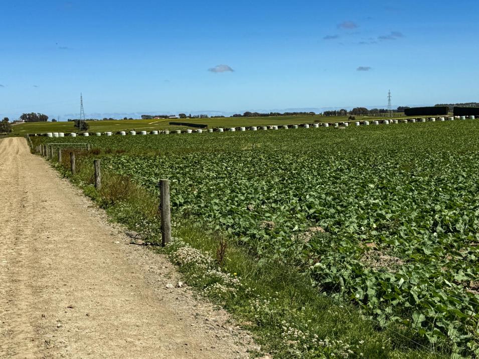 251 Rakahouka Hedgehope Road, Mabel Bush