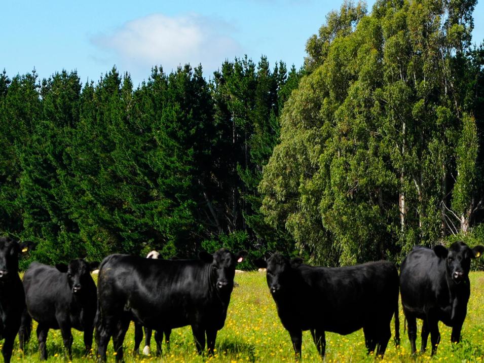 125 Tomogalak Road, Ardlussa