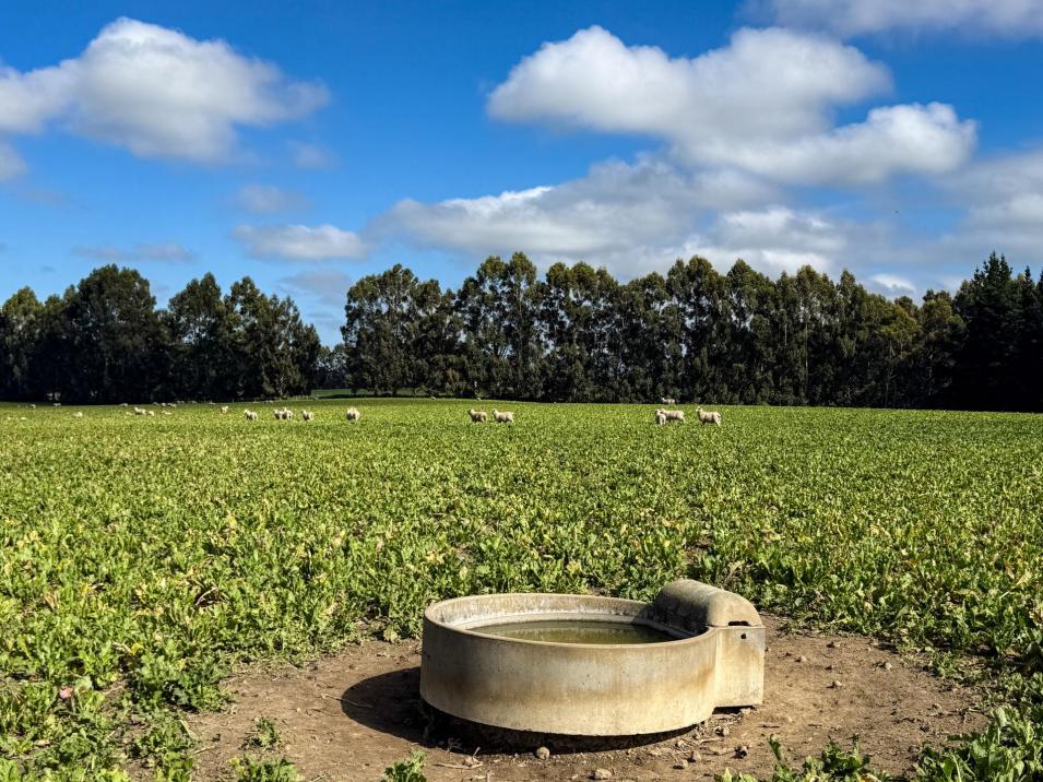 125 Tomogalak Road, Ardlussa