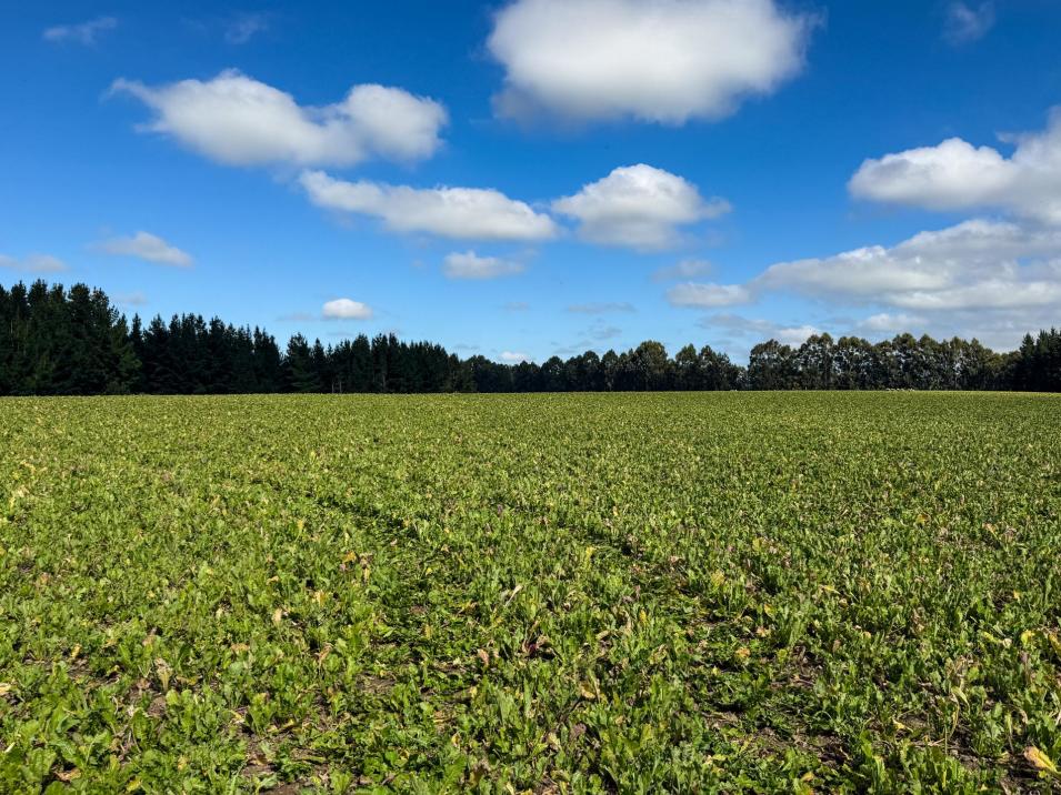 125 Tomogalak Road, Ardlussa