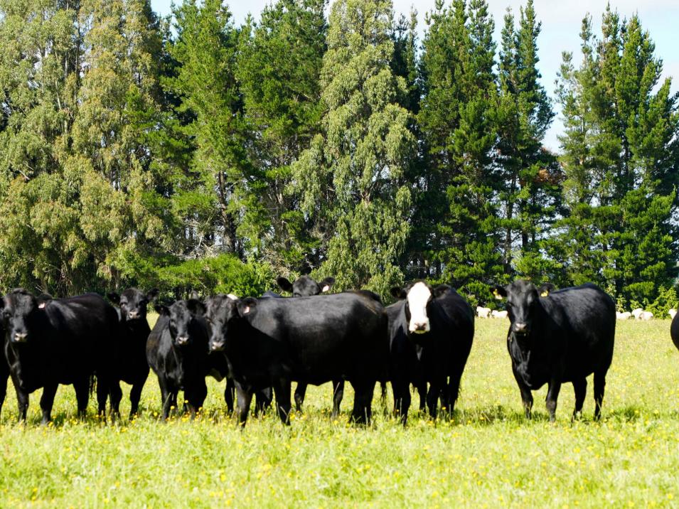 125 Tomogalak Road, Ardlussa