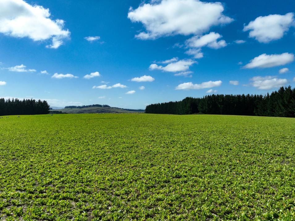 125 Tomogalak Road, Ardlussa