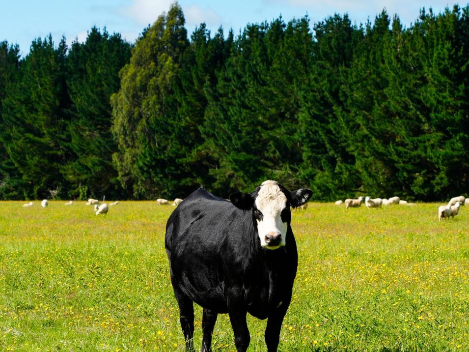 125 Tomogalak Road, Ardlussa