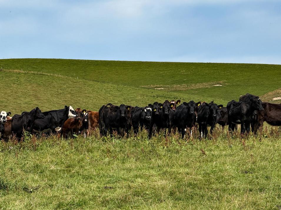 175 Stirling Road, Waikaia