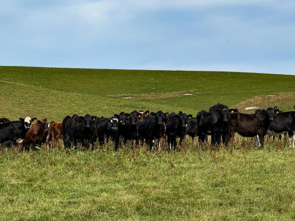 175 Stirling Road, Waikaia