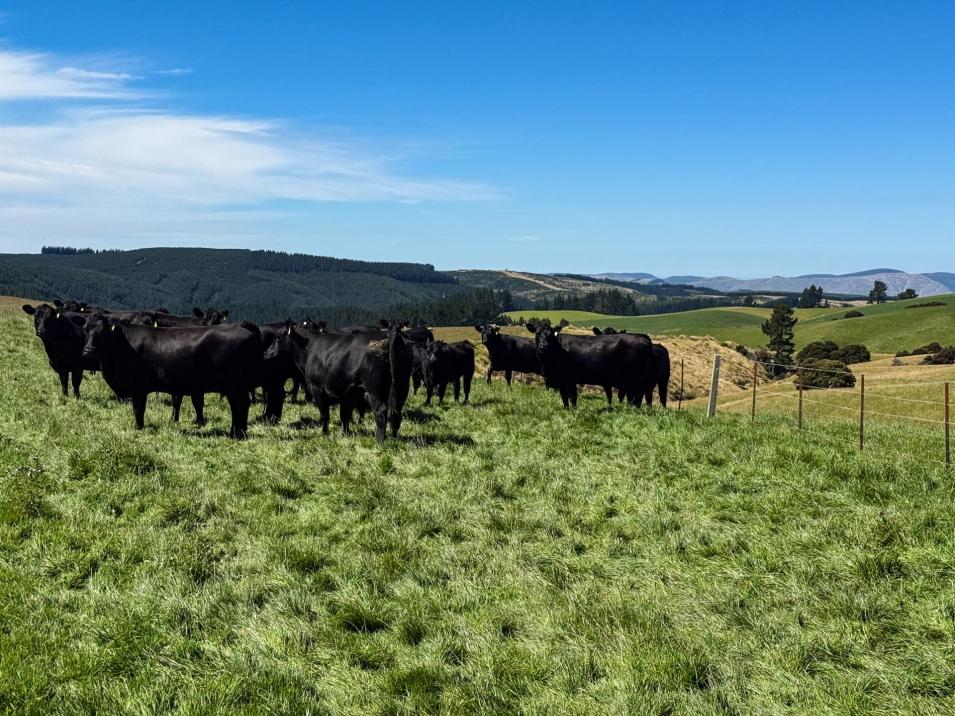 759 Waitahuna Gully Road, Lawrence 