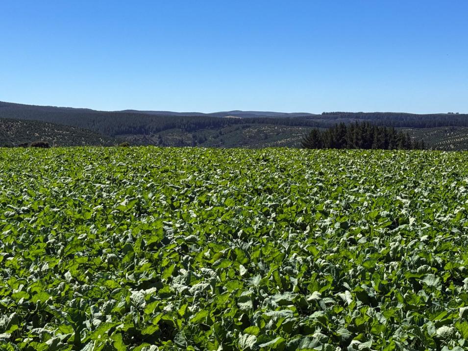 759 Waitahuna Gully Road, Lawrence 