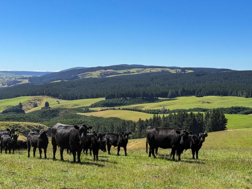 759 Waitahuna Gully Road, Lawrence 