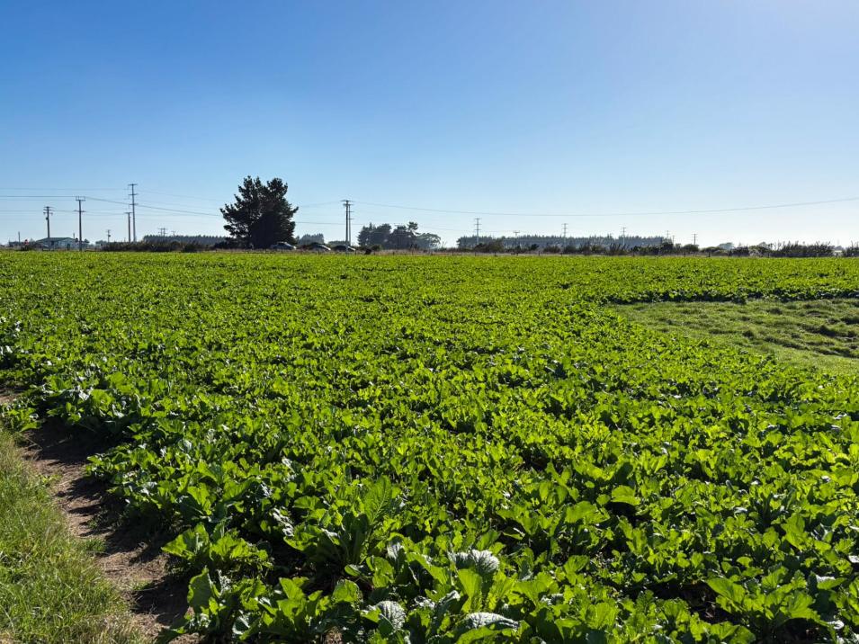 74 Tiwai Road, Invercargill