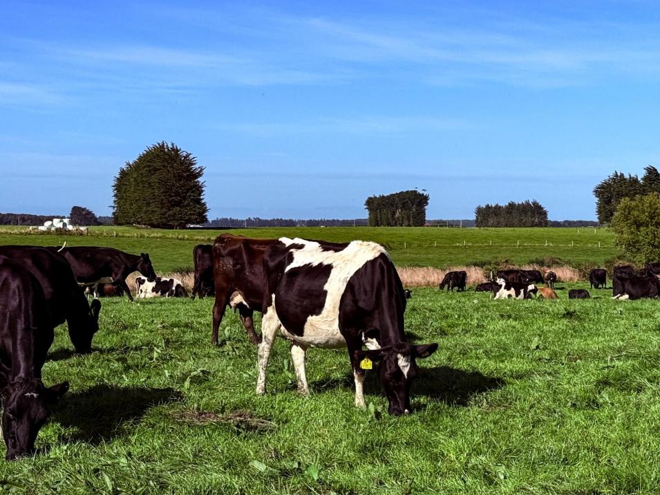 81 Tapper Road, Mokotua