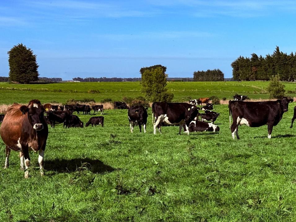 81 Tapper Road, Mokotua