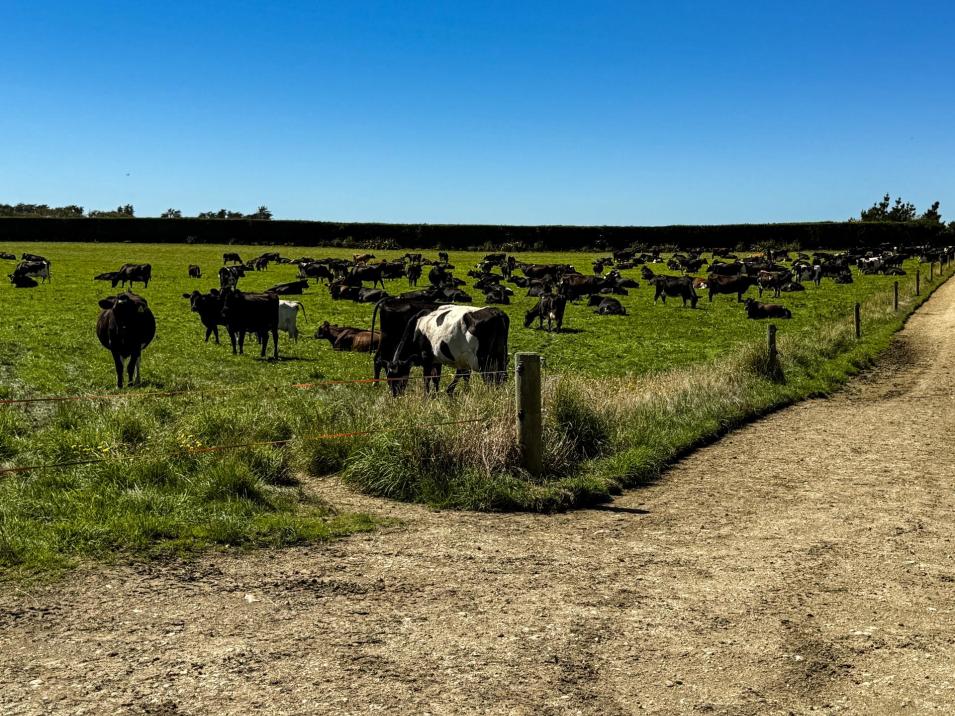 486 Irving Road and 150 Angle Road, Woodlands