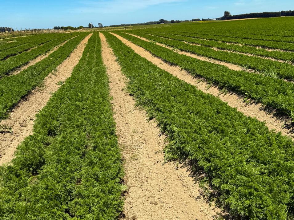 486 Irving Road and 150 Angle Road, Woodlands