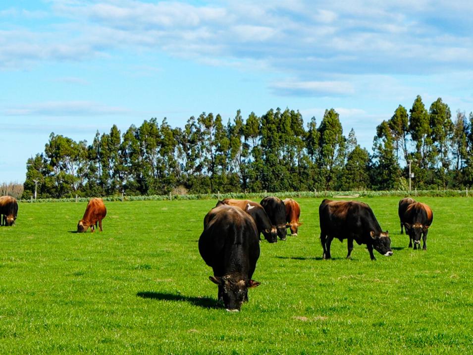 525 Woodlands-Morton Mains Road, Morton Mains