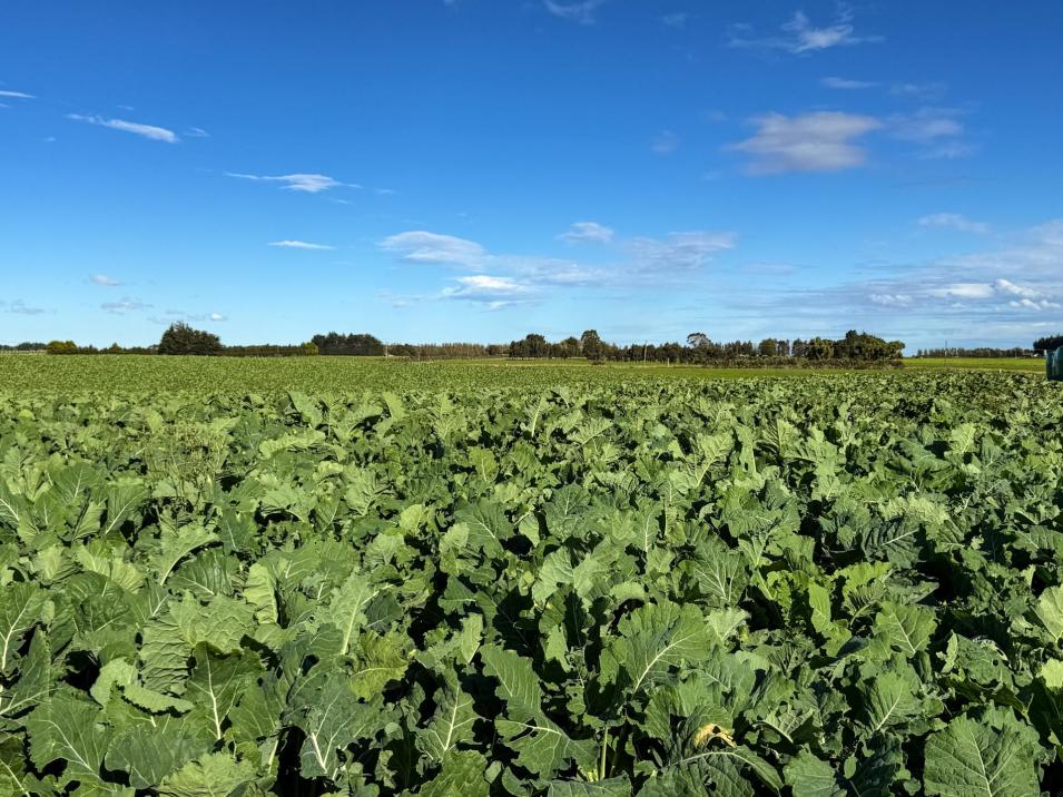 525 Woodlands-Morton Mains Road, Morton Mains