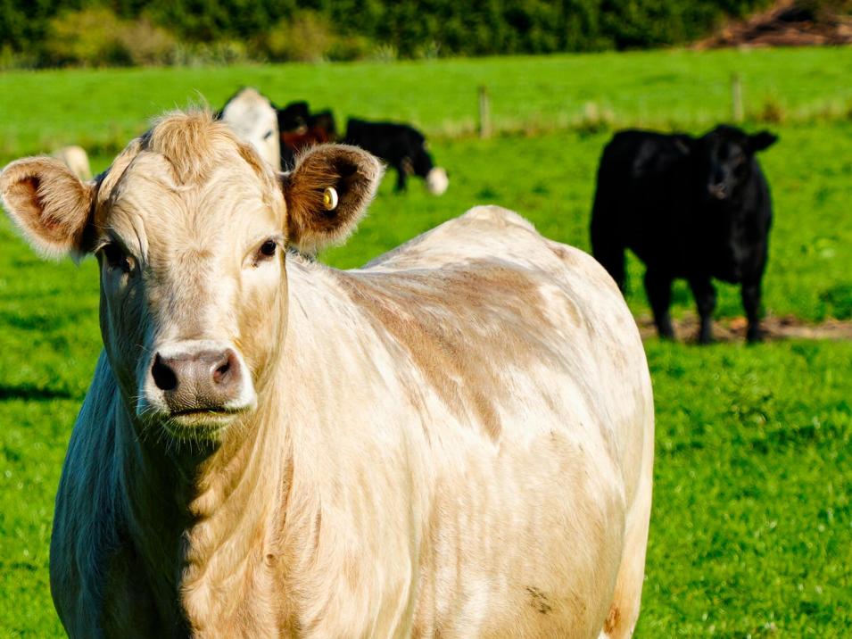 525 Woodlands-Morton Mains Road, Morton Mains