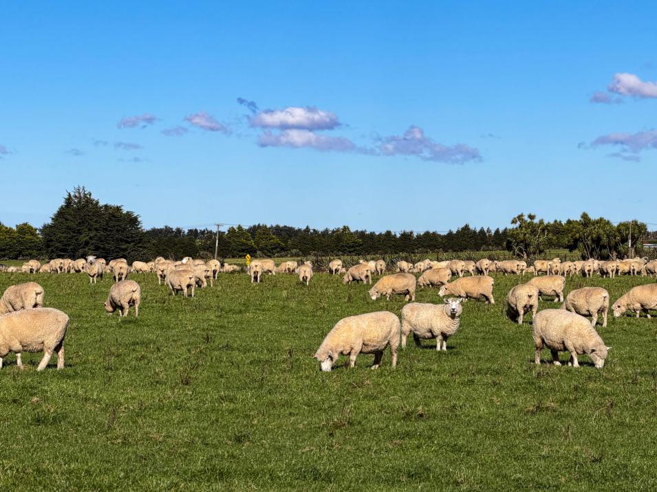 525 Woodlands-Morton Mains Road, Morton Mains