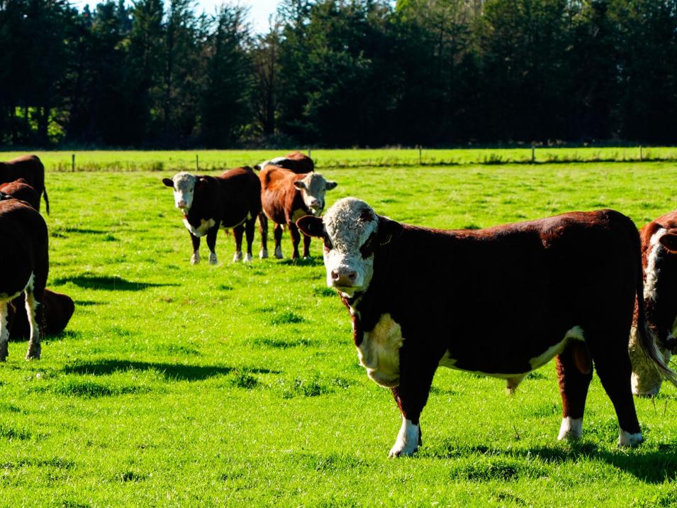 525 Woodlands-Morton Mains Road, Morton Mains