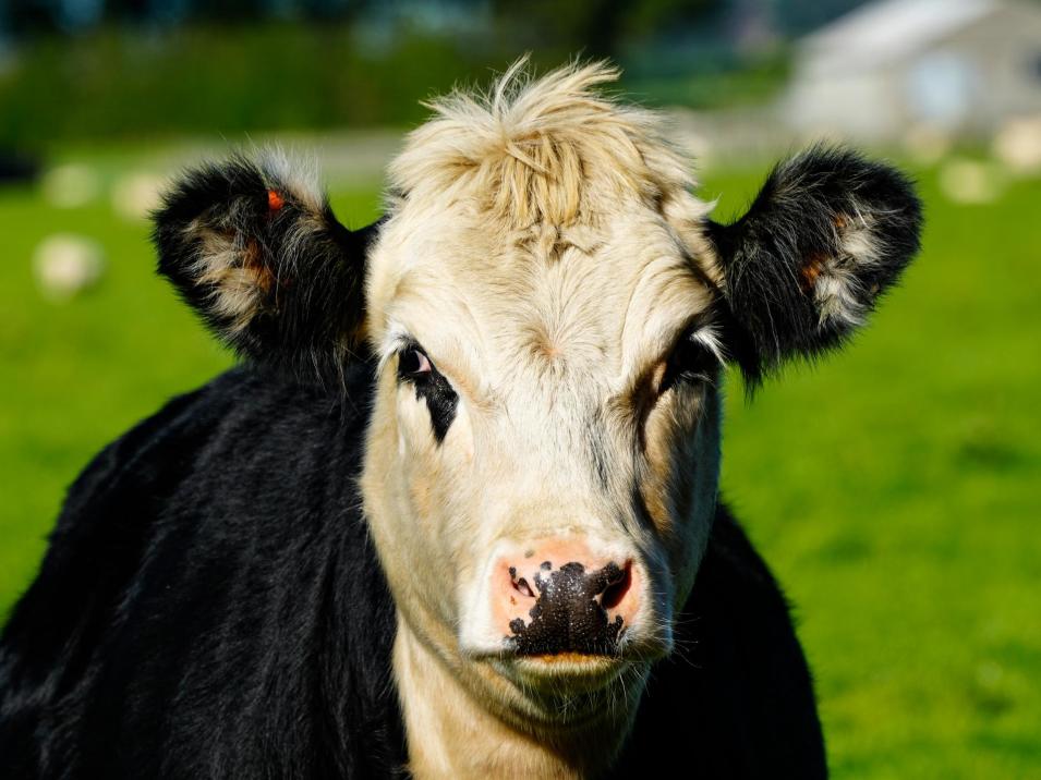 525 Woodlands-Morton Mains Road, Morton Mains