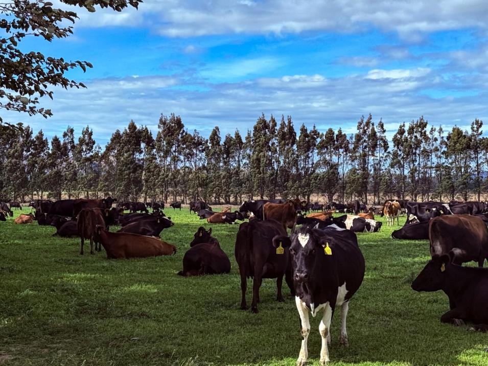 461 Chewings Road, Mossburn