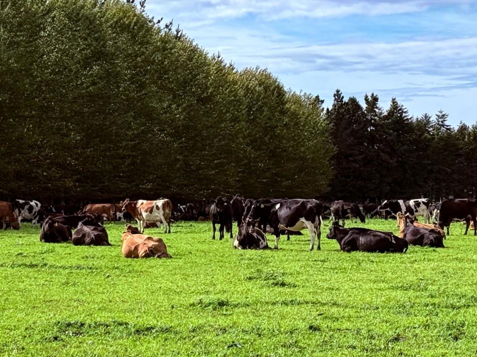 461 Chewings Road, Mossburn