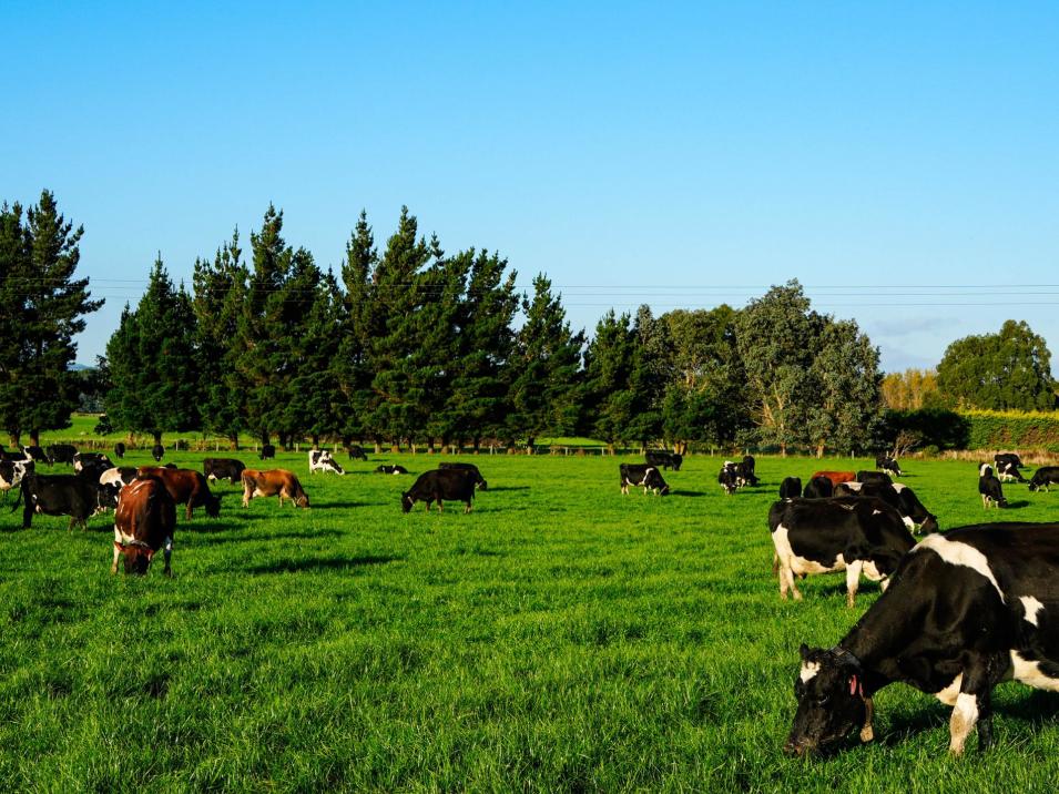 846 Pioneer Highway + 116 and 172 Ota Creek Road, Edendale