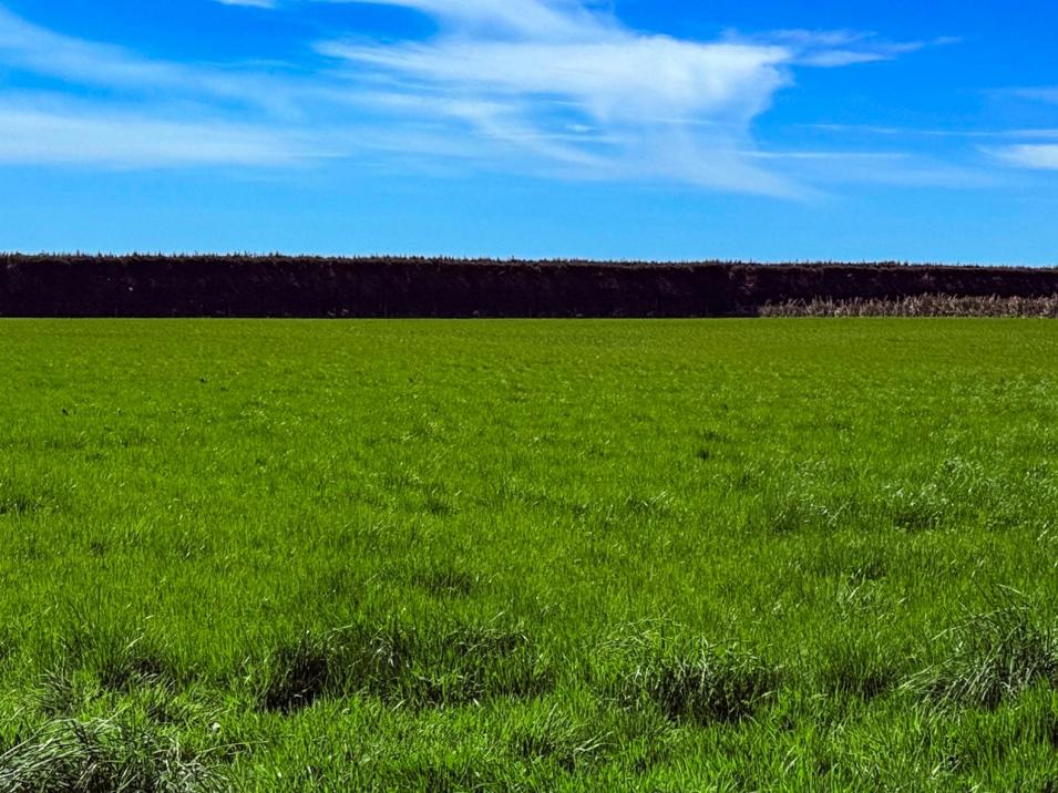 Dowling Road, Longbush