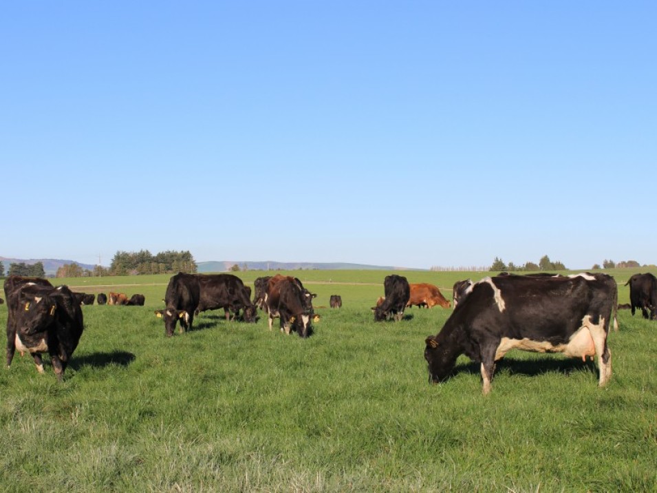 1402 Limehills Browns Road, Browns