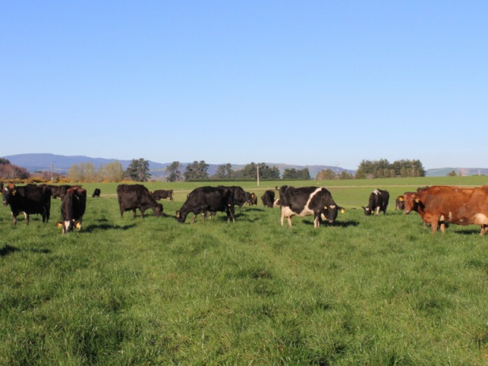 1402 Limehills Browns Road, Browns