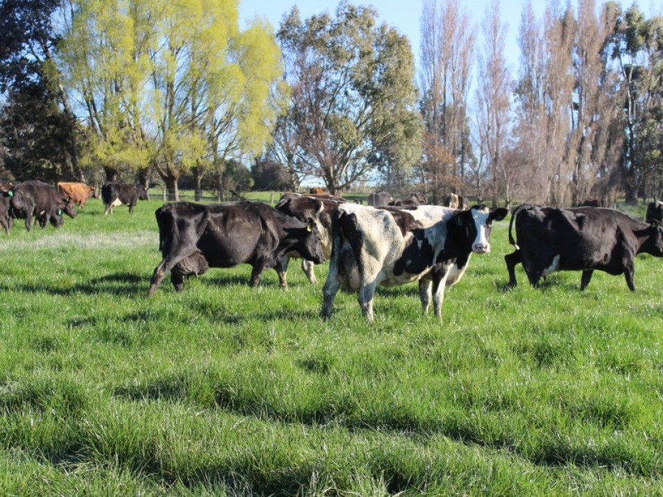 1402 Limehills Browns Road, Browns