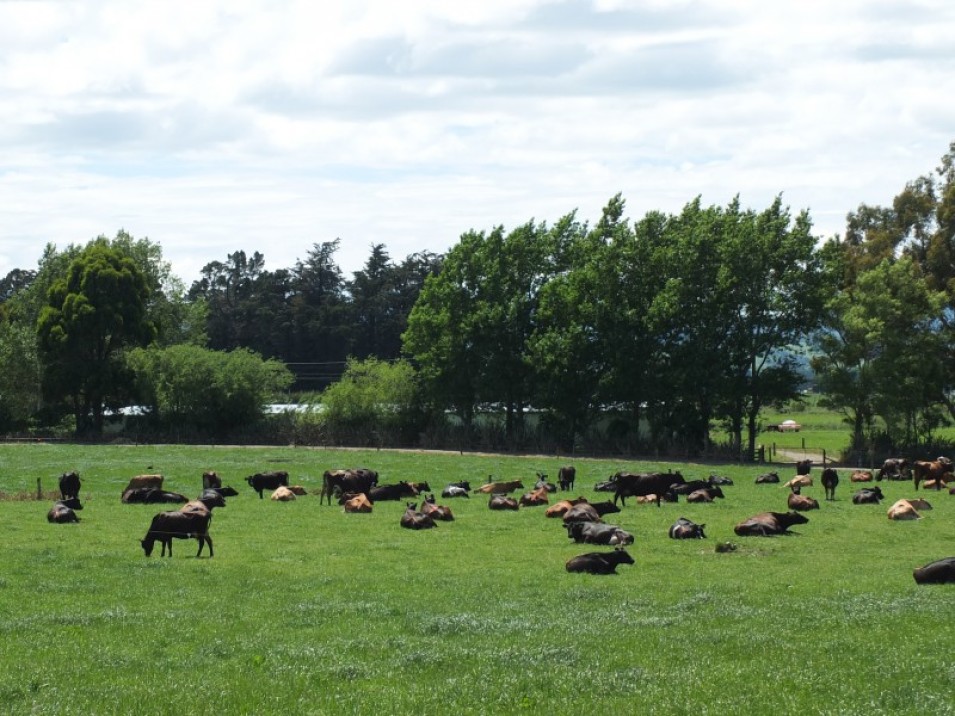 1402 Limehills Browns Road, Browns