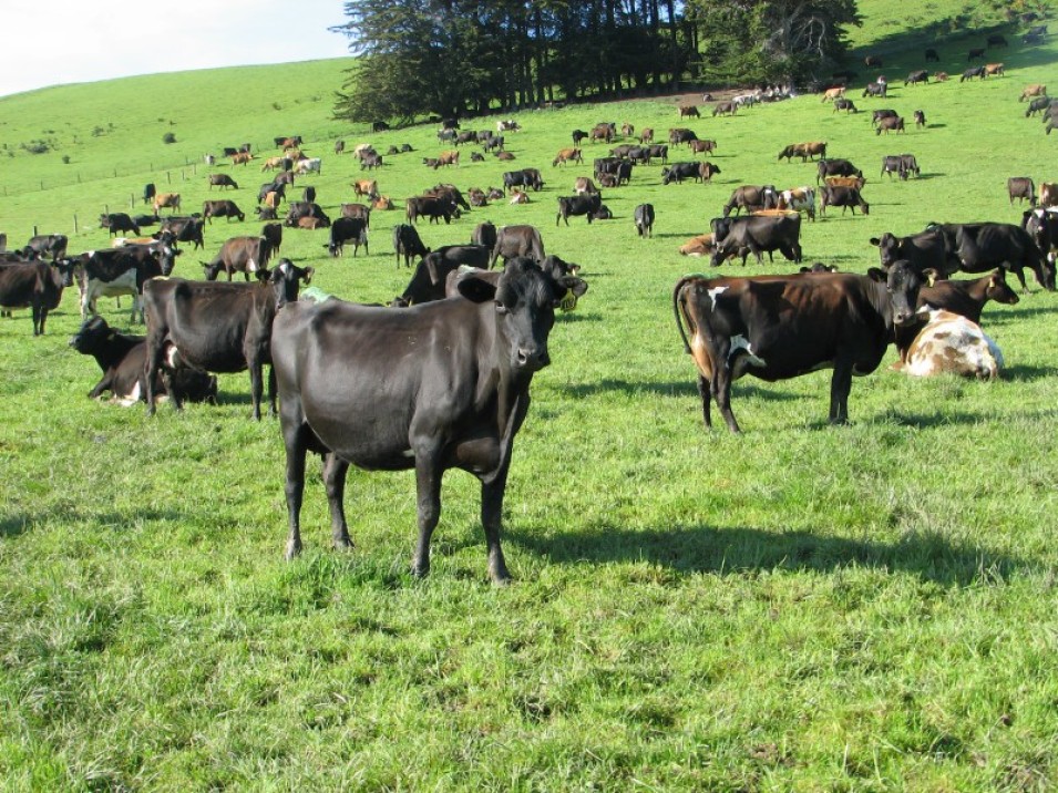 1402 Limehills Browns Road, Browns