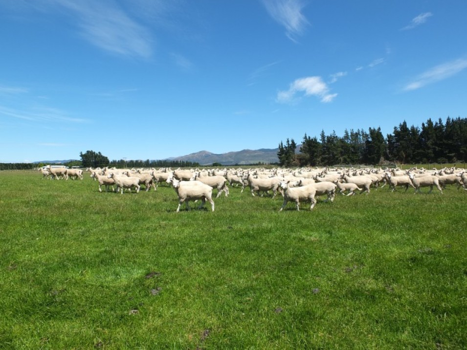 558 Chewings Road, Mossburn