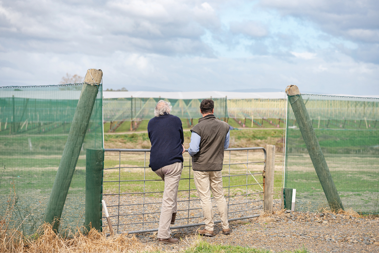 PE_SPR25_Kiwifruit_Looking over fence