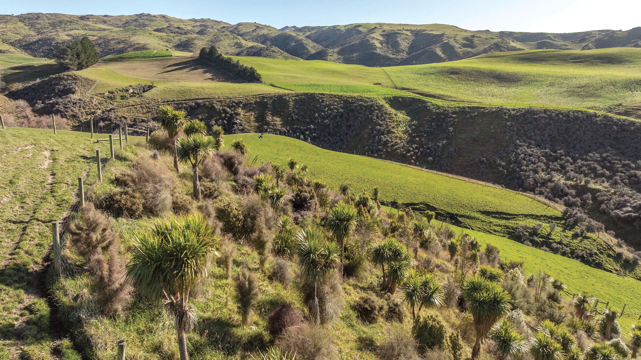 PE_SPR25_Weka_Native Bush