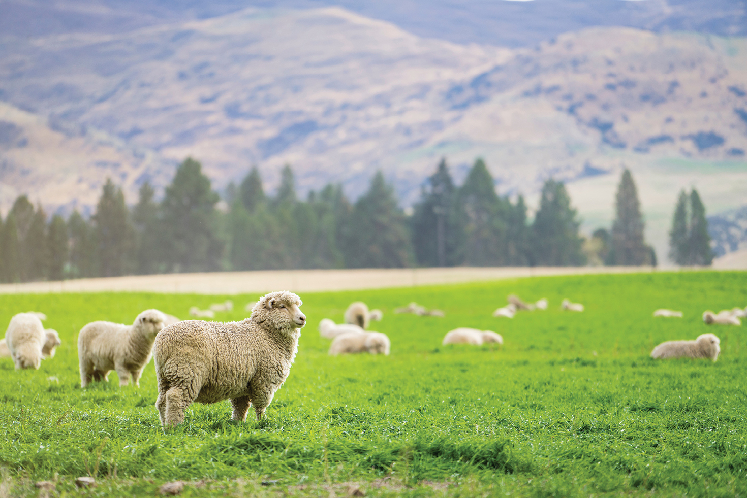 PE_SPR25_Report_Sheep