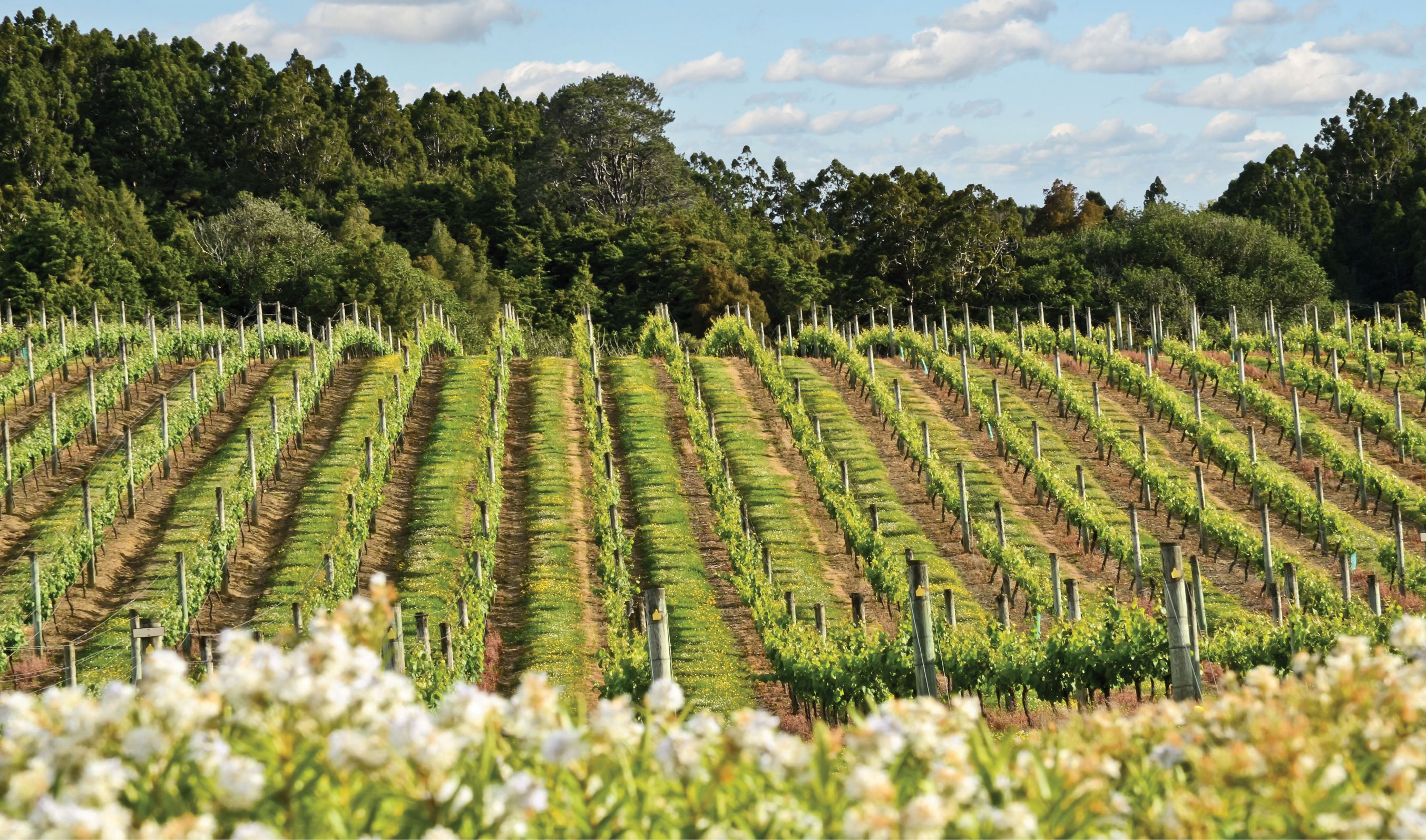 PE_SPR25_Report_Viticulture
