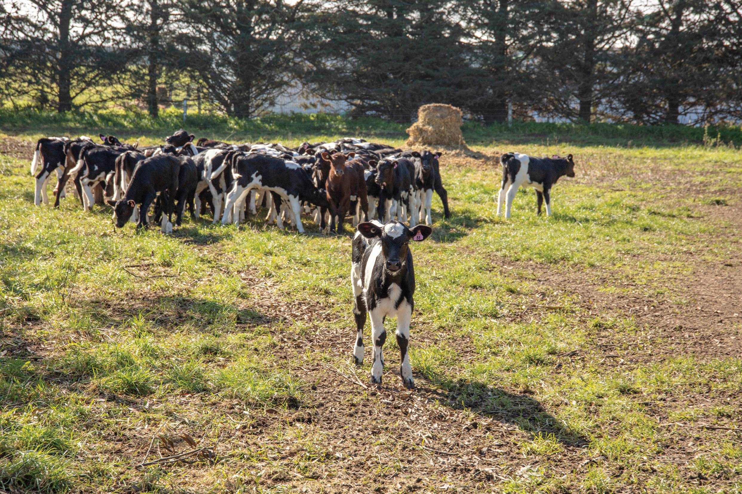 PE_SPR25_Dorie_Calves