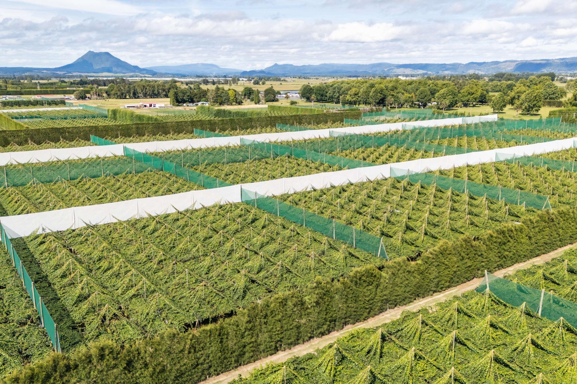 Modern Large Scale, G3 Gold Orchard